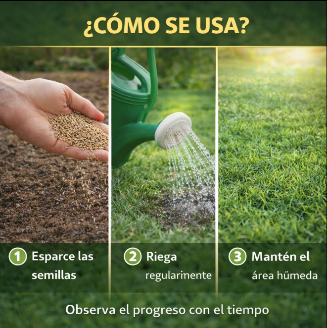 SEMILLA DE CESPED PREMIUM